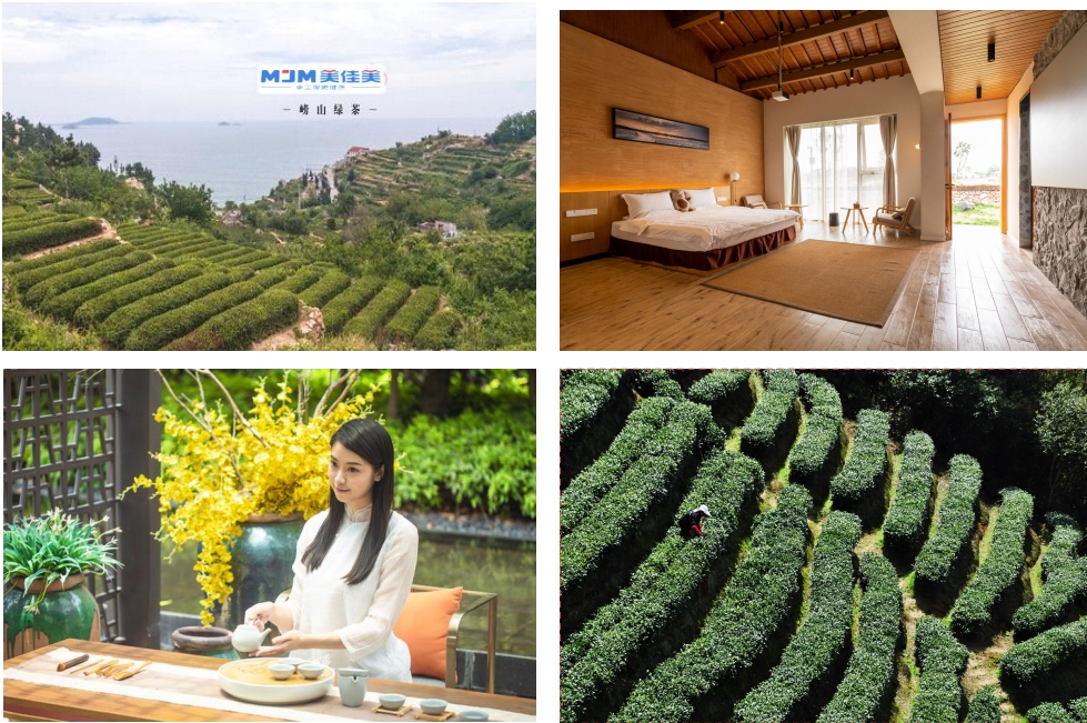 ③嶗山茶基地現(xiàn)場(chǎng)實(shí)景.png